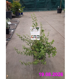 Philadelphus 'Petite Perfume White'® C 2,5 L